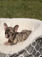 Teddy, a male French Bulldog for sale in Orlando, FL – 6 of 6