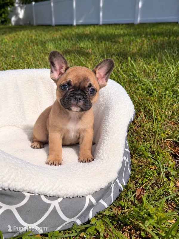 AKC Lucas – French Bulldog puppy for sale in Orlando, FL