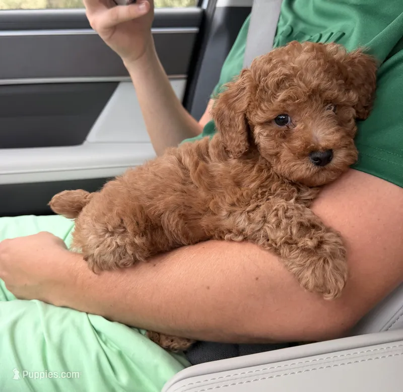 Teddy❤️‍🔥 – Poodle - Toy  puppy for sale in Spring Hill, FL
