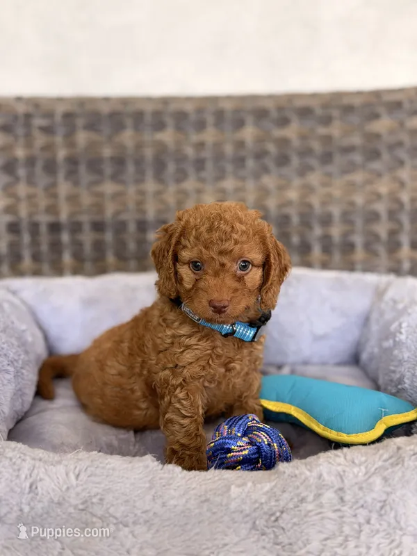 Ducke  – Miniature Goldendoodle puppy for sale in Orlando, FL