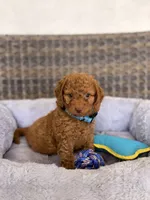 Ducke , a male Miniature Goldendoodle for sale in Hialeah, FL – 1 of 4