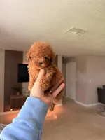 Mylo, a male Poodle - Toy  for sale in Spring Hill, FL – 5 of 5