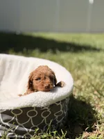 Ducke , a male Miniature Goldendoodle for sale in Orlando, FL – 2 of 6