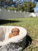 Ducke , a male Miniature Goldendoodle for sale in Orlando, FL – 4 of 6