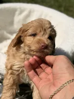 Bella, a female Miniature Goldendoodle for sale in Orlando, FL – 1 of 3