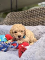 Teo, a male Miniature Goldendoodle for sale in Hialeah, FL – 5 of 5