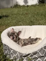Teddy, a male French Bulldog for sale in Orlando, FL – 4 of 6