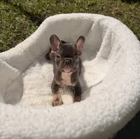 Leon, a male French Bulldog for sale in Orlando, FL – 4 of 8
