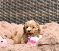 Nina 💖, a female Miniature Goldendoodle for sale in Orlando, FL – 1 of 4