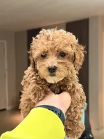 Teddy❤️‍🔥, a male Poodle - Toy  for sale in Spring Hill, FL – 1 of 3