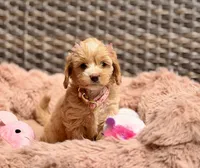 Nina 💖, a female Miniature Goldendoodle for sale in Orlando, FL – 4 of 4