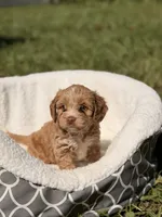 Nina, a female Miniature Goldendoodle for sale in Orlando, FL – 5 of 7