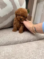 Mylo, a male Poodle - Toy  for sale in Spring Hill, FL – 2 of 5