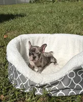 Teddy, a male French Bulldog for sale in Orlando, FL – 5 of 6