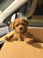 Tini, a female Poodle - Toy  for sale in Spring Hill, FL – 3 of 4