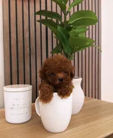 Mylo, a male Poodle - Toy  for sale in Spring Hill, FL – 3 of 5