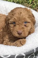 Ducke , a male Miniature Goldendoodle for sale in Orlando, FL – 1 of 6