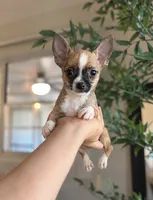 Tito, a male Chihuahua for sale in Orlando, FL – 2 of 2