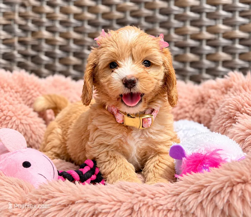 Nina 💖 – Miniature Goldendoodle puppy for sale in Spring Hill, FL