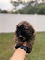 Cofee, a male Shih Tzu for sale in Orlando, FL – 2 of 3