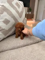 Mylo, a male Poodle - Toy  for sale in Spring Hill, FL – 4 of 5