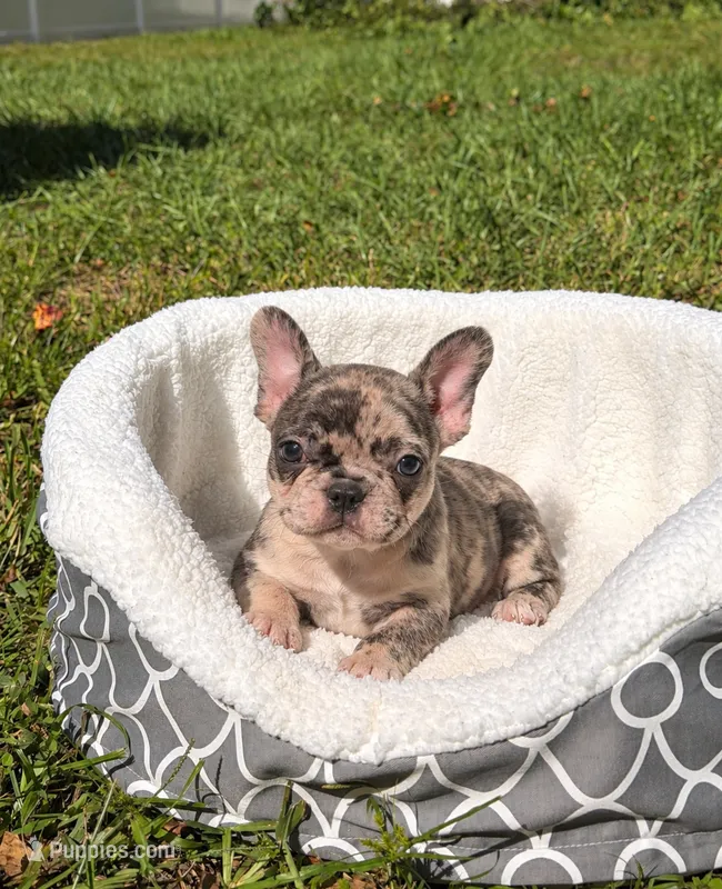 Teddy – French Bulldog puppy for sale in Orlando, FL