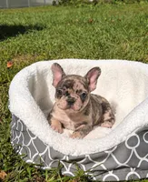 Teddy, a male French Bulldog for sale in Hialeah, FL – 1 of 1