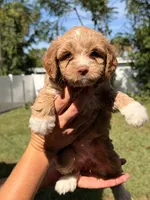 Nina, a female Miniature Goldendoodle for sale in Orlando, FL – 7 of 7