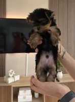 Cofee, a male Yorkshire Terrier for sale in Orlando, FL – 4 of 4