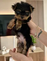 Cofee, a male Yorkshire Terrier for sale in Orlando, FL – 2 of 4