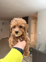 Teddy❤️‍🔥, a male Poodle - Toy  for sale in Spring Hill, FL – 3 of 3