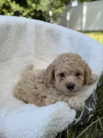 Teo, a male Miniature Goldendoodle for sale in Orlando, FL – 2 of 4