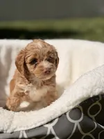 Nina, a female Miniature Goldendoodle for sale in Orlando, FL – 4 of 7