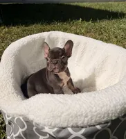 Leon, a male French Bulldog for sale in Orlando, FL – 7 of 8