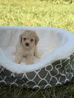 Teo, a male Miniature Goldendoodle for sale in Orlando, FL – 4 of 4