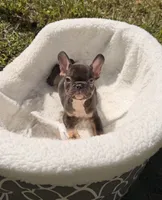 Leon, a male French Bulldog for sale in Orlando, FL – 6 of 8