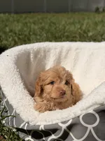 Bella, a female Miniature Goldendoodle for sale in Orlando, FL – 2 of 3