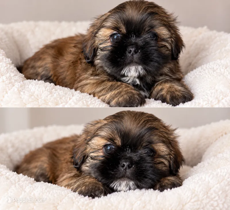Cofee – Shih Tzu puppy for sale in Orlando, FL