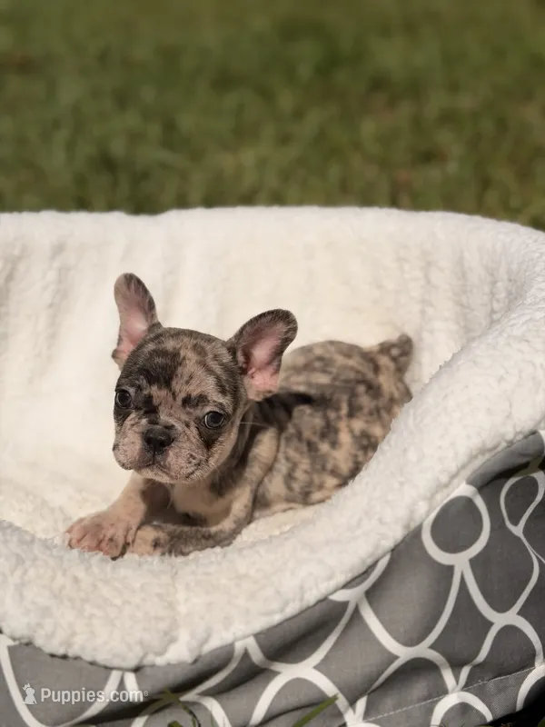 Teddy – French Bulldog puppy for sale in Orlando, FL