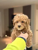 Teddy❤️‍🔥, a male Poodle - Toy  for sale in Spring Hill, FL – 2 of 3