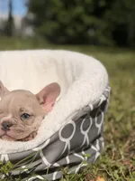 Danger , a male French Bulldog for sale in Orlando, FL – 4 of 5