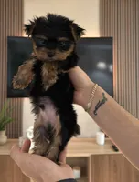 Cofee, a male Yorkshire Terrier for sale in Orlando, FL – 3 of 4
