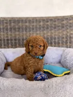 Ducke , a male Miniature Goldendoodle for sale in Hialeah, FL – 3 of 4