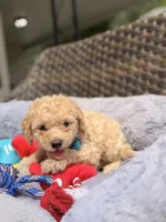 Teo, a male Miniature Goldendoodle for sale in Hialeah, FL – 4 of 5