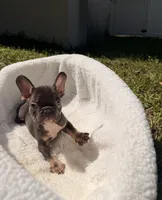 Leon, a male French Bulldog for sale in Orlando, FL – 3 of 8