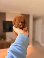 Mylo, a male Poodle - Toy  for sale in Spring Hill, FL – 1 of 5