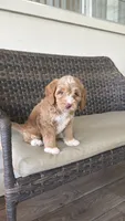 Beautiful green eyes 💖, a female Miniature Goldendoodle for sale in Orlando, FL – 5 of 5