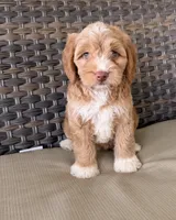 Beautiful green eyes 💖, a female Miniature Goldendoodle for sale in Orlando, FL – 1 of 5