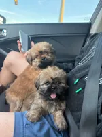 Lissy🤎, a female Shih Tzu for sale in Spring Hill, FL – 3 of 3