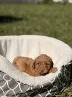 Ducke , a male Miniature Goldendoodle for sale in Orlando, FL – 3 of 6